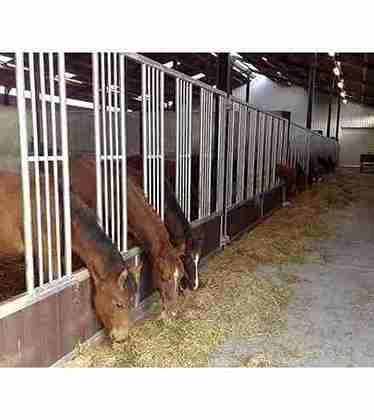 Porte de box battante pour façade, spéciale poulain, avec plusieurs chevaux.