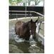 Marcheur couvert - Aquatique